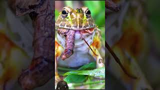 Heirs to Terror Cannibal Frogs in the wild animals wildanimals nature survival [upl. by Jea]