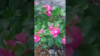 Health benefits of vinka gardening garden nature flowers plants vinka 2k24 shorts [upl. by Adnyl]