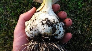 Growing Garlic in a Container  Experiment [upl. by Nordek732]