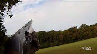 chasse au pigeon 2018 il pleut des pigeons [upl. by Nedyaj166]