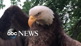 Bald eagle rescued from Kentucky backyard l ABC News [upl. by Eerihs]