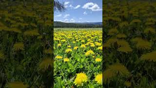 Amamos la primavera campo de flores de diente de león en Pulmarí [upl. by Rapsag]