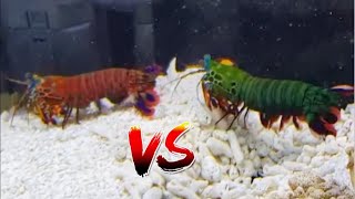 Giant Mantis Shrimp VS SuperRed Mantis Shrimp EPIC BATTLE [upl. by Cirderf]