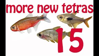 New Tetra Guide 15 more New tetras New Hyphessobrycon and Moenkhausia  Part 2  rare new tetras [upl. by Berton]