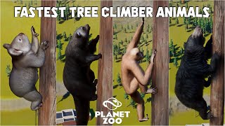 Animals Tree Climbing Race  Koala Lar Gibbon Binturong Sloth Bear [upl. by Kcirddahc]