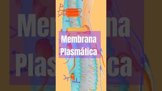 Audio resumen quotMembrana plasmaticas de la célulaquot anatomy célula moore fyp [upl. by Yvon888]