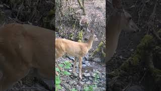 What’s she looking at🤔oh  No wonder 👍 Deer wildlife idaho nature wildlife Gamecam [upl. by Rosanne]