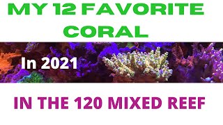 MY 12 FAVORITE CORAL  IN 2021  IN THE 120 GALLON MIXED REEF [upl. by Ahsyekat]