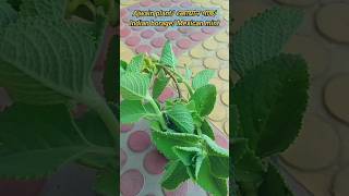 Ajwain plant propagation Indian borage shorts garden nature [upl. by Sigsmond]