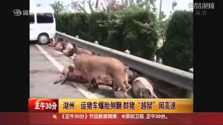 豚を運送するトラックが高速道路で横転事故＝中国 [upl. by Adlaremse809]