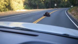 bear hit by car in california [upl. by Elisa155]