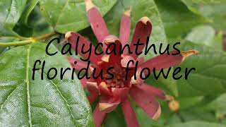 How to pronounce Calycanthus floridus flower in Latin [upl. by Wie]