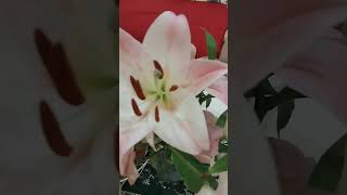 LILIUM CANDIDUM souly shortvideos [upl. by Anerac]