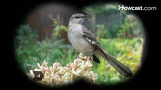 How to Identify Birds The Mockingbird [upl. by Ohs]