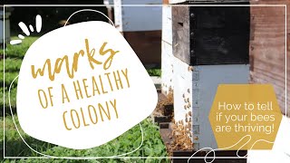 Marks of A Healthy Colony [upl. by Gleeson]