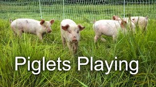 Pastured Piglets Playing [upl. by Rafe]