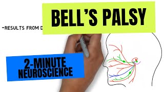 2Minute Neuroscience Bells Palsy [upl. by Elocaj894]