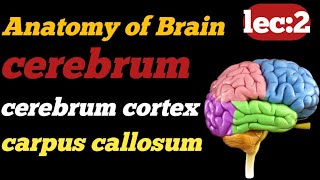 Anatomy of brain  cerebrum function and anatomy  3d anatomy  Technologisttalk804  cerebral cortex [upl. by Elocon]