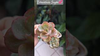 Echeverias Suyón💞unshortunamaceta [upl. by Razal]