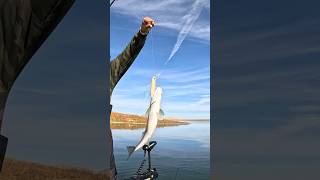 Top water fishing San Luis Reservoir anyfishcangetit superspook [upl. by Annoj]