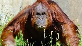 Sweet Orangutan Cherie Enjoying Outdoors At Blackpool Zoo [upl. by Jayme289]