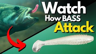 SEE How Bass ATTACK Our Lures  Watch Underwater Footage for Key Differences [upl. by Lanuk724]