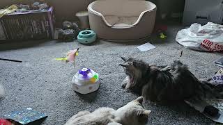 Maine Coons playing with toy [upl. by Proudman]