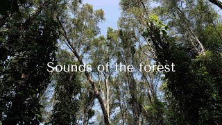 Forest Sounds  Northern Thailand [upl. by Vada]