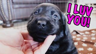 Labrador Puppies Give All Their Love [upl. by Pelagi169]