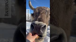 Original Braunvieh Kuh Bürni geniesst das Picknick im Schnee [upl. by Neoma]