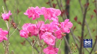 Allergy season still in full swing for ragweed grasses [upl. by Salman]