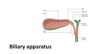 Biliary apparatus Prof Dr Md Ashfaqur Rahman [upl. by Aenej]