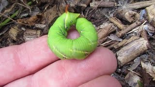 Hawk mothhornworm caterpillar [upl. by Darby]