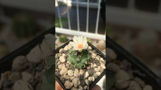 Turbinicarpus Schmiedickeanus is blooming flower on october 2024 turbinicarpus [upl. by Ahcropal]