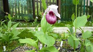 Ladyslipper Cypripedium Maria Handlbauer reginae x corrugatum [upl. by Chubb]