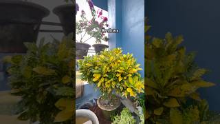 Beautiful Croton Plants for Stunning Garden Decoration 🌿🌈 shorts shortsfeed gardening [upl. by Ayekin605]