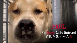 Paul 9393 104 dog meat truck survivor [upl. by Perseus]