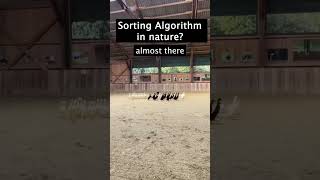 sorting algorithm in nature 😂😯programmer developer code algorithm codingmemes [upl. by Sreip600]