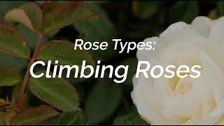 Rose Types What are Climbing Roses [upl. by Otsedom]