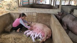 Full video sow gives birth to piglets Maternal instinct of sows do sows love piglets  Ep 294 [upl. by Enyal]