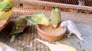 Singing Birds  birds budgies parrots birdslover [upl. by Hpotsirhc]