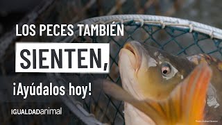 Los PECES también SIENTEN [upl. by Nosimaj721]