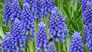 Muscari armeniacum quotgrape hyacinthquot  FarmerGracycouk [upl. by Dopp68]