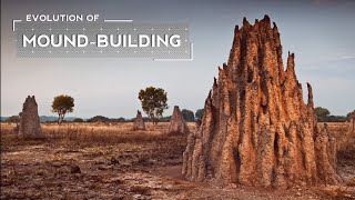 How Termites Evolved to Build Massive Mounds [upl. by Onitsuj]