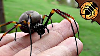 BIG Gentle Spider Australian Golden Orbweaver [upl. by Baryram]