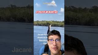 JACARÉ AÇU PULANDO MUITO ALTO jacare jacareaçu aligator crocodilo jacaré [upl. by Notsirb]