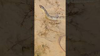 LARGE WATER SNAKE snake reptiles nature wildlife shorts [upl. by Davina]