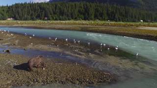 Chilkoot Lake and Bears  Haines Alaska [upl. by Nangatrad]