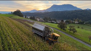 Bunkerhacker quotChäferquot 🇨🇭🌽 bei der Maisernte mit LKW und Traktoren [upl. by Ticknor]