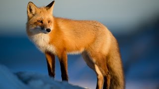 ASMR Binaural Animal Facts [upl. by Maxi996]